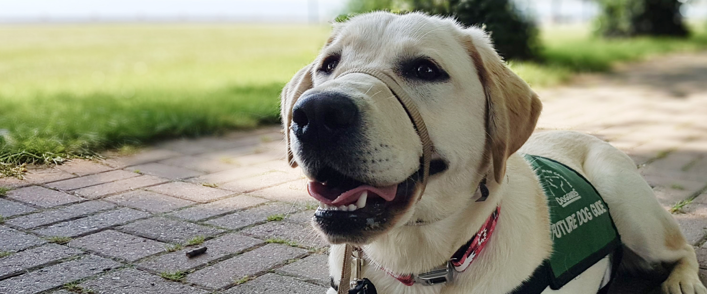Golden Labrador Dog Guide wearing a green jacket looking at the camera.